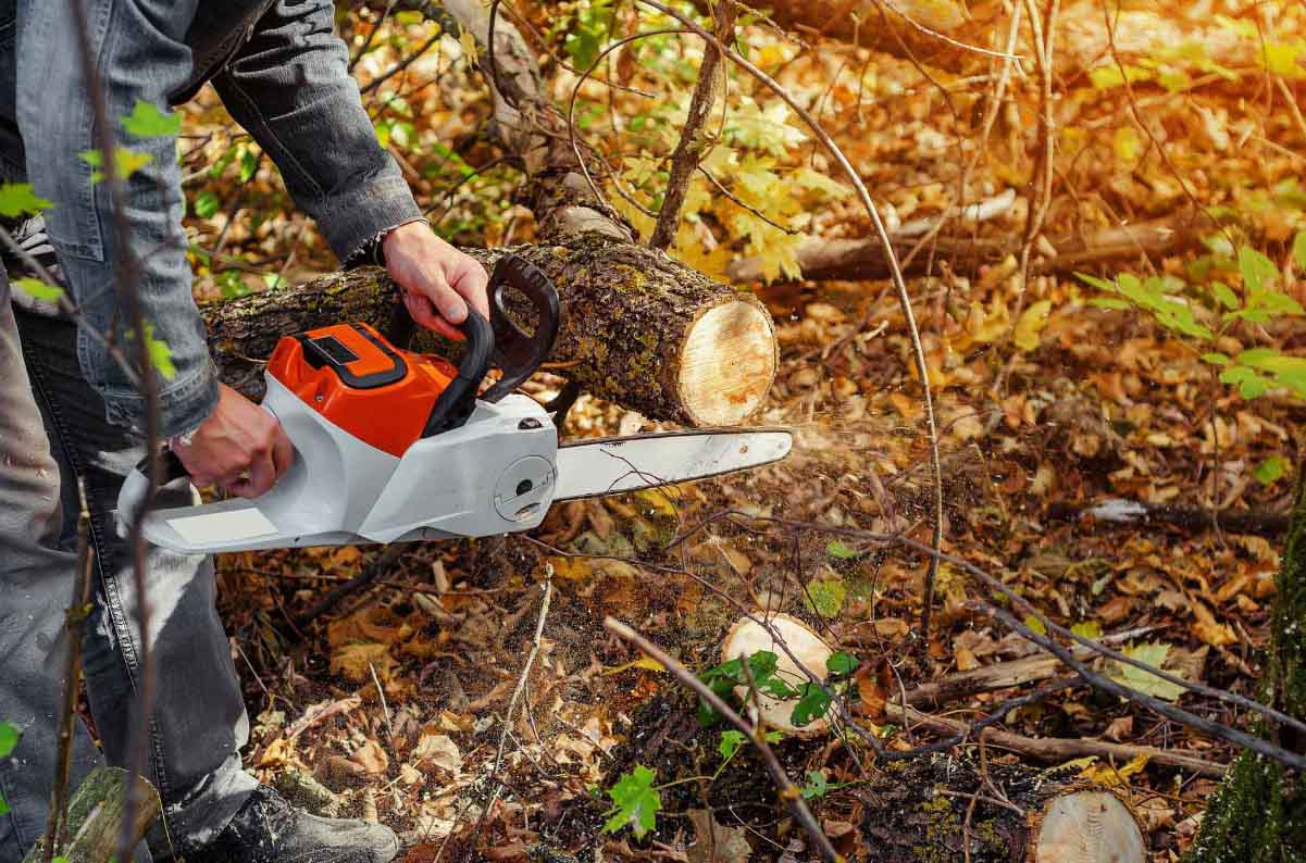 Tree Cutting in Brenham, TX Tree Cutting