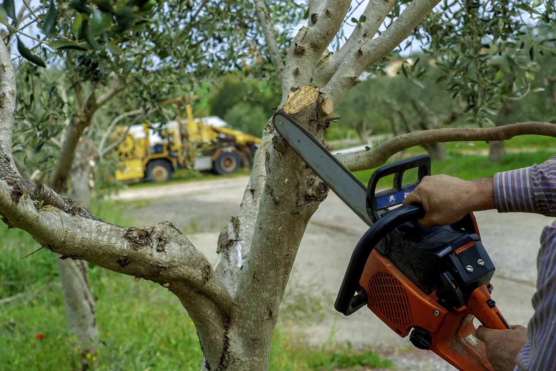 Tree Services in Brenham, TX Tree Services