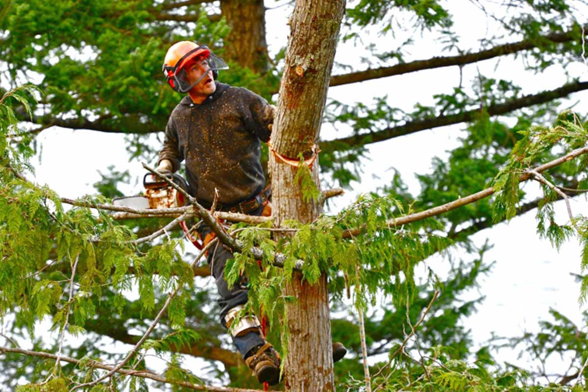 Tree Trimming in Brenham, TX Tree Trimming